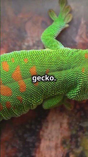 Tokay Gecko: The Lizard with Dazzling Colors!