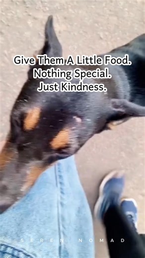 Innocent Dogs of Sri Lanka 🇱🇰 | Gentle Souls of the Streets