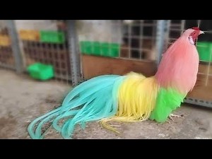 Rare and Exotic Roosters You Won't Believe Exist