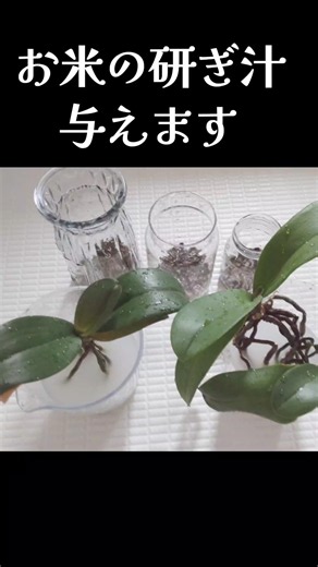 【胡蝶蘭】水栽培の花後#園芸 #洋蘭#肥料#天然肥料#花 #orchid