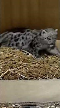 First glimpse of rare snow leopard born at UK zoo