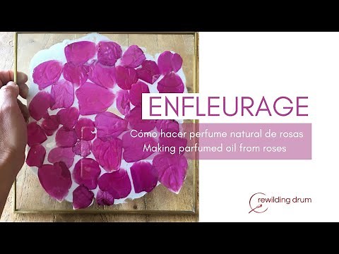 Enfleurage: cómo hacer perfume natural de rosas - Making parfumed oil from roses / Kiki NARDIZ