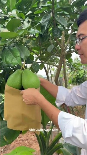 Unveiling the secret with the red ball code! Buy now, contact 0989337376! #thaifruit #fruitplant