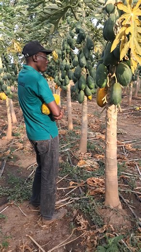 Culture et Récoltes : TikTok en Afrique de l'Ouest