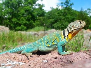 Collared Lizard Care Sheet | Reptiles' Cove