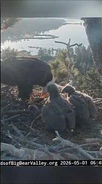 Shadow brings fish for breakfast #jackie #birds #nest #shadow #eagle #fish #wildlife #baldeagle