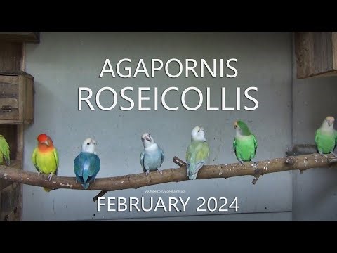 Agapornis Roseicollis - February 2024