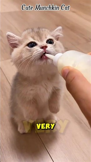 Munchkin Cat with Tiny Legs… So Cute and Funny! 🐱 #shorts