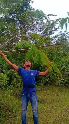 pikat burung panen burung #adventure