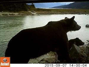 Brown Bear clicking teeth