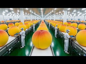 Inside a Modern Peach Canning Factory From Orchard Harvest to Syrup-Soaked Slices (Full Process)