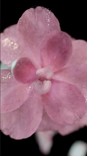 Houdini Flower Endless Blooming