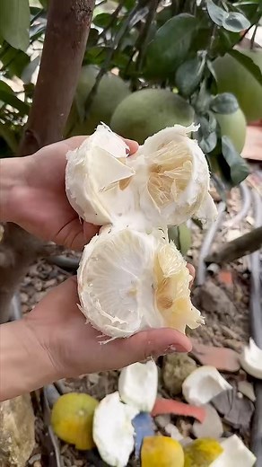 SWEET DAVAO POMELO, P485 only per pot! Sobrang tamis ng bunga! We deliver nationwide! Namumunga na 2-3 years from planting! Message us to order! You can also contact 09675989395! NEED TO ORDER? KINDLY FILL-UP: Fullname: Contact Number: Exact Address (Include Landmark, Street, Brgy., Municipality, Province/City): Order (Include Name, Quantity & Price): | Bing-Bong's Integrated Farm