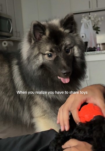 Keeshond Puppies and Sharing Toys: A Heartwarming Moment
