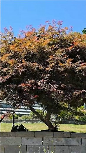 Don't Mess Up Your Japanese Maple Pruning! How & When To Prune Japanese Maple! 🍁