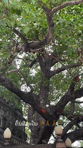 Maha Bodhi Tree, where the Buddha discovered perfectly enlightened knowledge. | InnerDhamma