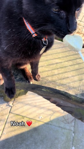 Adopt Senior Cats at Shropshire Cat Rescue