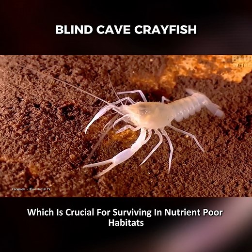 12 Pale, eyeless, and living 10 years in the dark Meet the Blind Cave Crayfish #viralvideos #explorepage #educational #interestingfacts #AncientHistory (Y#AmazingAnimal | Top Findings
