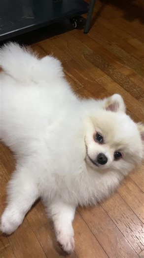 Teaching Your Dog the 'Bang' Trick: A Fun Experience