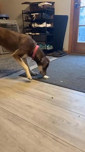 Elsa says she’s a simple gal. She doesn’t need any fancy dog toys, just an egg will do! Watch this silly girl in action! | Camp Companion