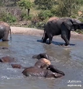 33K views · 2.8K reactions | Join us for a pool party today   | explore.org | Facebook