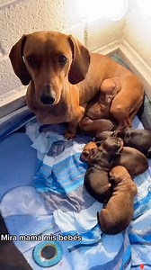 5.4K views · 9.5K reactions | Proud Mama  Follow @dachshundboss Credits @dukibbb - - - - - #dachshundappreciation #dachshundobsessed #dachshundofig #dachshunddog #dachshundgram #dachshundsonly #dachshundmoments #dachshundlover #dachshund_love #dachshundsarethebest #dachshundpup #dachshundnation #dachshundonly #dachshundlovers #dachshund_world #dachshundaddict #dachshundofinstagram #dachshundworld | Dachshund | Facebook