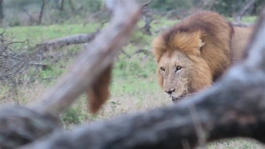 337K views · 9.3K reactions | Male lion tracking down his brother who went to the same direction earlier #AfricanBushKingdom KNP  | African Bush Kingdom | Facebook