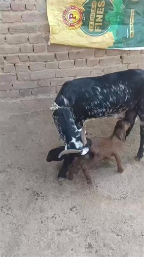 Sold out address Pattan | Umer Rather