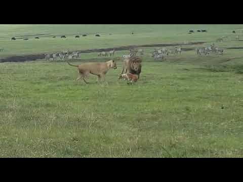 Dog chasing lions