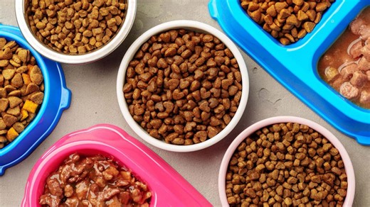 What happens if humans eat dog food every day?