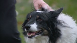 This ingredient found in many foods can be deadly to dogs