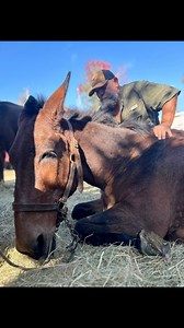 201K views · 18K reactions | Mountain Mule Packers had another long...