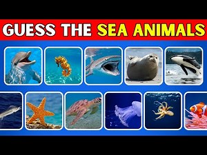 Guess sea animals in 3 seconds | Easy, Medium, Hard, Impossible