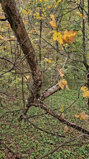 Yesterday in the deer stand. Never got a look at him but he wasclose. | Jeff Bennett