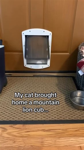 Haunted conspiracy on Instagram: "日本利用压电瓷砖将脚步转化为电能。这些瓷砖捕捉来自你脚步的动能。当你行走时，你的重量和动作会对瓷砖产生压力。瓷砖会轻微弯曲，从而产生机械应力。瓷砖内部的压电材料将这种应力转化为电能。每一步都会产生少量电荷，而数百万步结合在一起就能产生足够的电力来驱动 LED 灯、数字显示屏和传感器。在像涩谷车站这样繁忙的地方，每天大约有 240 万个脚步为这一系统作出贡献。这些电能可以被储存或立即使用，从而减少对传统电力来源的依赖，并支持可持续的城市基础设施。这种方法将日常运动转化为实用的可再生能源 #日本 #知识 #事实 #你知道吗 #推荐 #科技 #创新 #历史 #技术 #实验 #热门 日本利用压电瓷砖将脚步转化为电能。这些瓷砖捕捉来自你脚步的动能。当你行走时，你的重量和动作会对瓷砖产生压力。瓷砖会轻微弯曲，从而产生机械应力。瓷砖内部的压电材料将这种应力转化为电能。每一步都会产生少量电荷，而数百万步结合在一起就能产生足够的电力来驱动 LED 灯、数字显示屏和传感器。在像涩谷车站这样繁忙的地方，每天大约有 240 万个脚步为这一系统