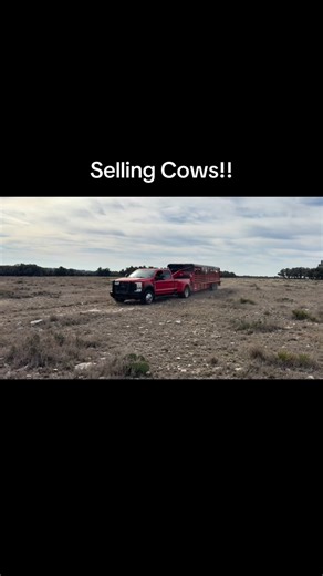 Gundog Nation | Selling my cows today! #Cattle #cows #cattlesale #Wagyu #brangus | Instagram