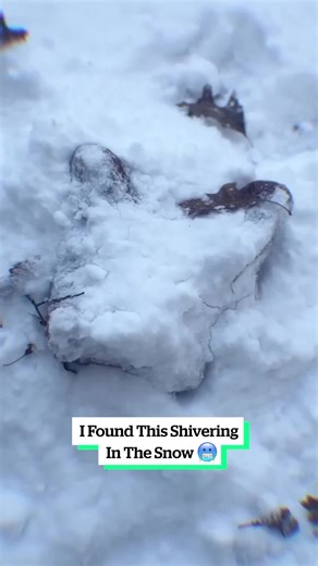 Understanding Why Creatures Shiver in the Snow