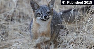 Imperiled Foxes on California Islands May Come Off Endangered List