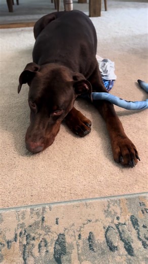 Bosch the Dobie (@boschthedobie)’s videos with Jake's first flight - James Horner