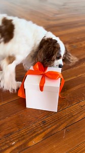 This holiday season, treat your pet right with Instinct Raw Boost Mixers!  These freeze-dried raw pieces are packed with real meat and functional ingredients to support their health and add mealtime excitement. ️ Shop now online or in-store! | Pet Supplies Plus | Facebook