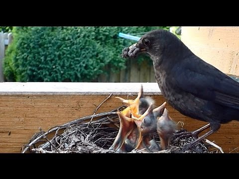 Amsel (Mutter UND Vater) füttert ihre Jungen im Vogelnest