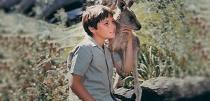 Skippy the Bush Kangaroo – celebrating the hit 1960s TV show