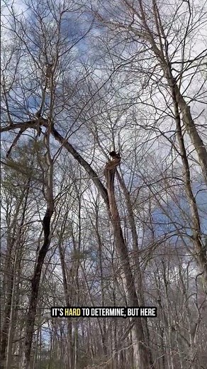 Why This Hickory Tree Lost Its Main Stems (Premature Branch Failure)