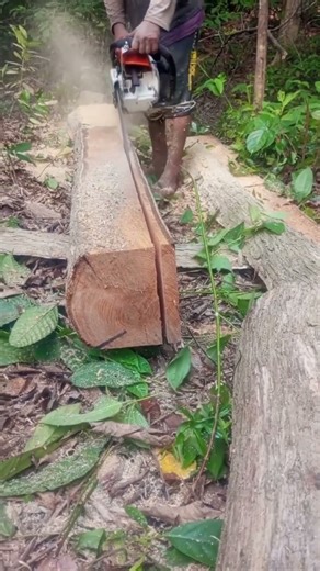 Fast technique for splitting a board by hanging it || Documentation #wood #chainsaw
