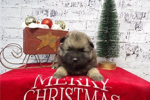 Charlie - Keeshond Puppy C298A8