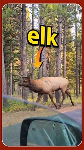 This Elk Fact Will Shock You!”#shorts #elk #animals #tamilfacts #tamil #tamilshorts