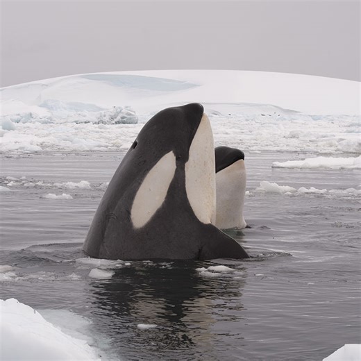 What do killer whales eat? | Natural History Museum