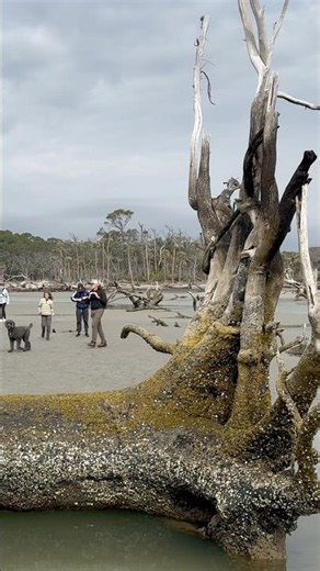 Driftwood on Hunting Island State Park #southcarolina #explore #travel #bsa #scout #camping #hiking