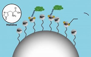 6.Chromatography-based Biomolecule Purification Methods