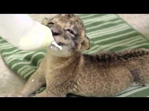 Lion Cub Feeding
